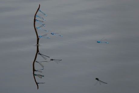 Water(snuffel)spiegeling