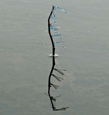 Water(snuffel)spiegeling