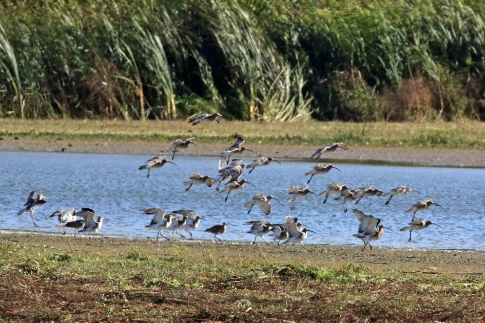 Opgeschrikt - Vogels - Wulpen