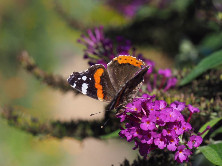 Weinig gezien dit jaar - Geleedpotigen - Atalanta