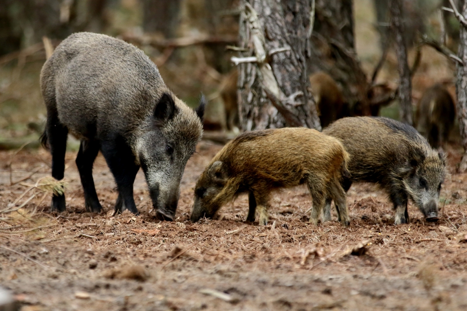 wild zwijn - Zoogdieren - 