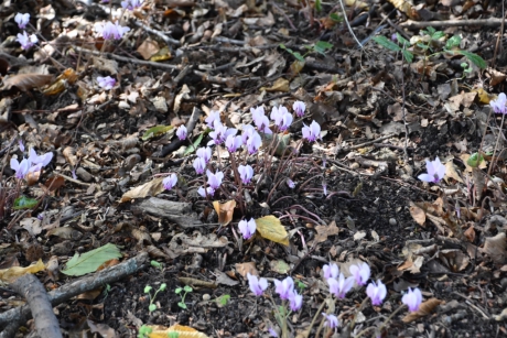 Wilde cyclamen