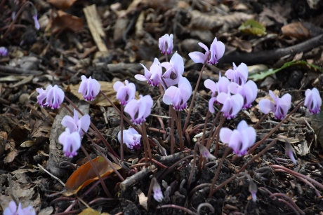Wilde cyclamen