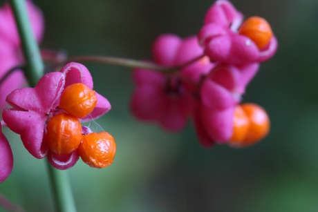 wilde kardinaalsmuts