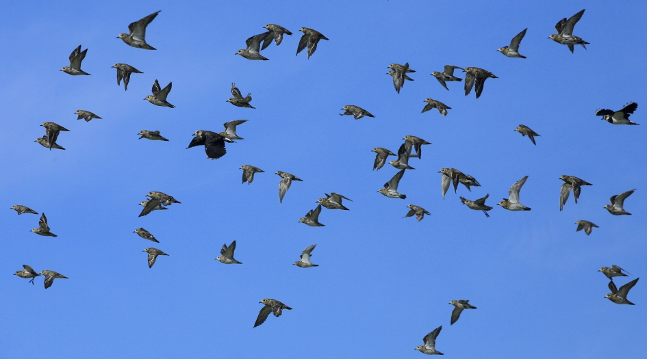 Wilsters ... - Vogels - Goudplevier