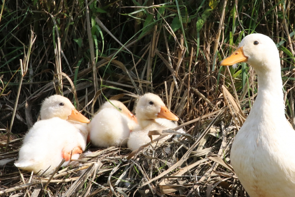Witte kwakertjes - Vogels - 