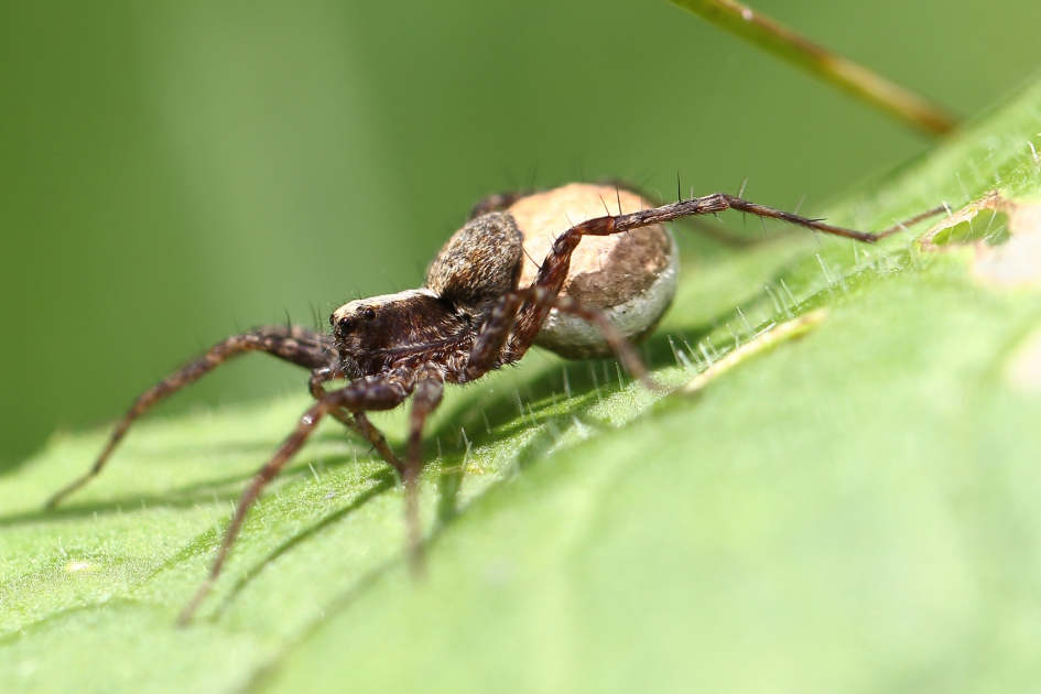 wolfspin -v- - Geleedpotigen - 