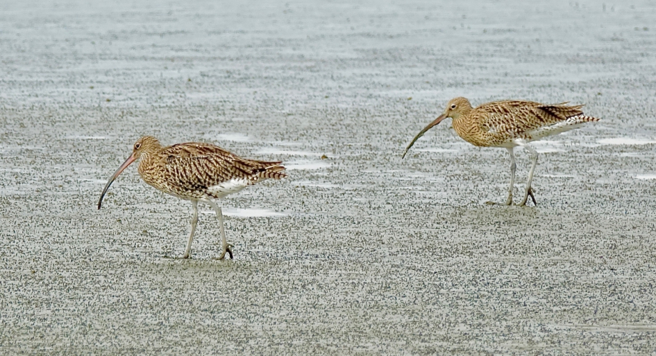 Wulp en Wulp - Vogels - Wulp