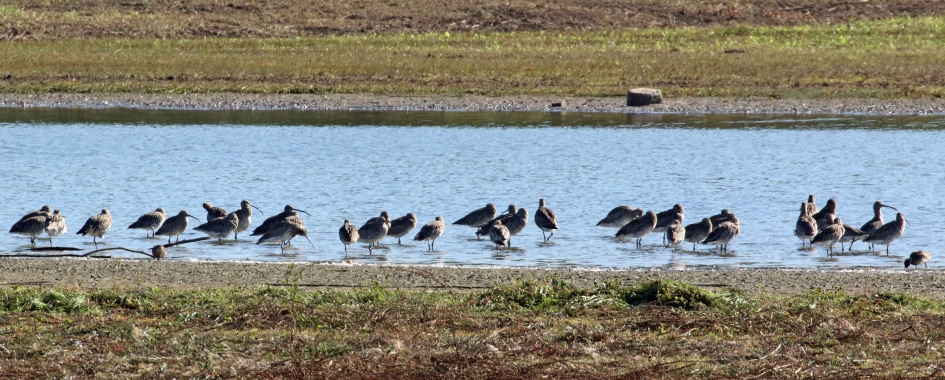 Wulpen, wulpen, wulpen.... - Vogels - 