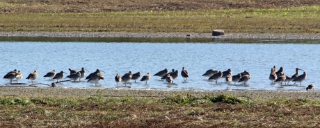 Wulpen, wulpen, wulpen....