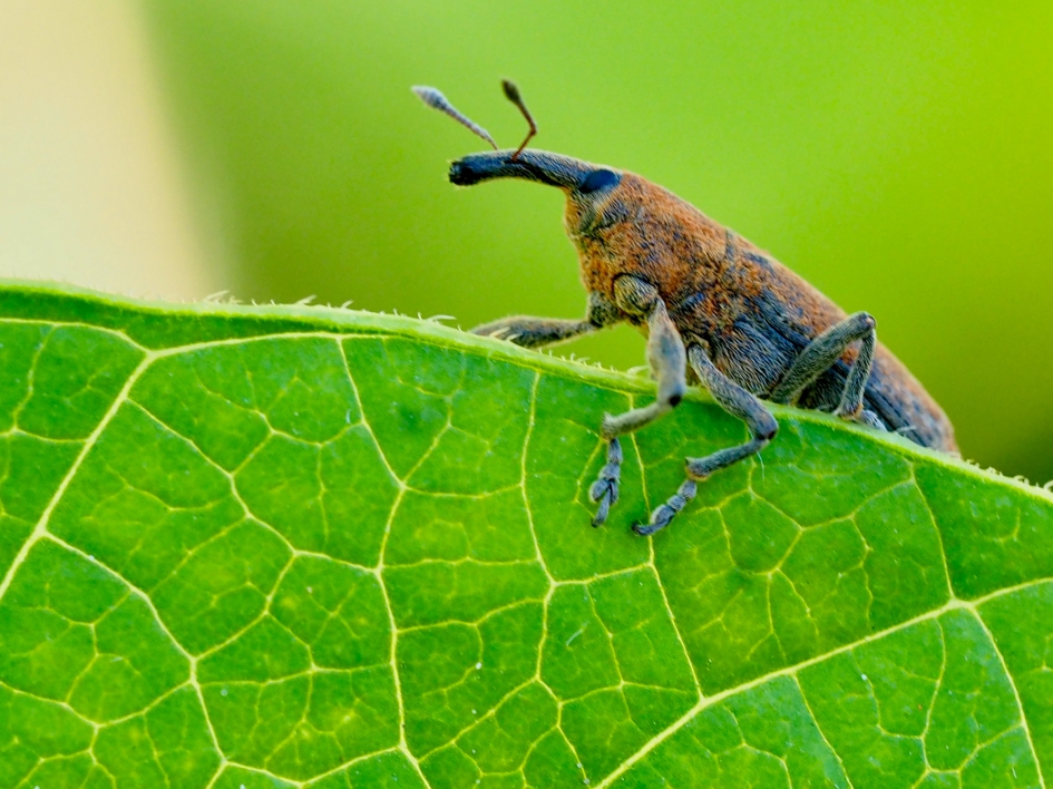 Ze zijn er nog - Geleedpotigen - Snuitkever