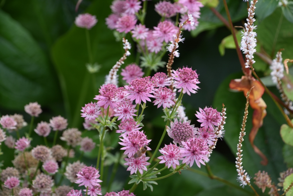 Zeeuws knoopje - Planten - Groot sterrenscherm