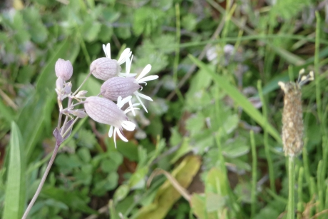 Zelfs nog blaassilene
