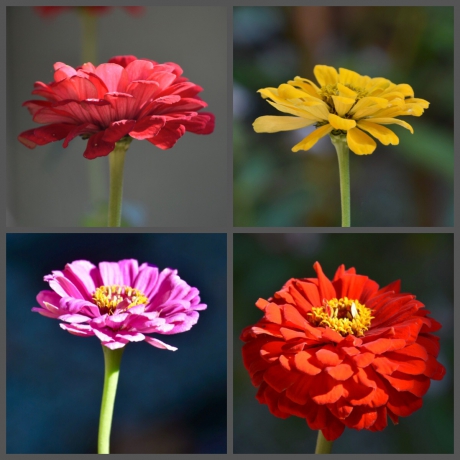 Zinnia