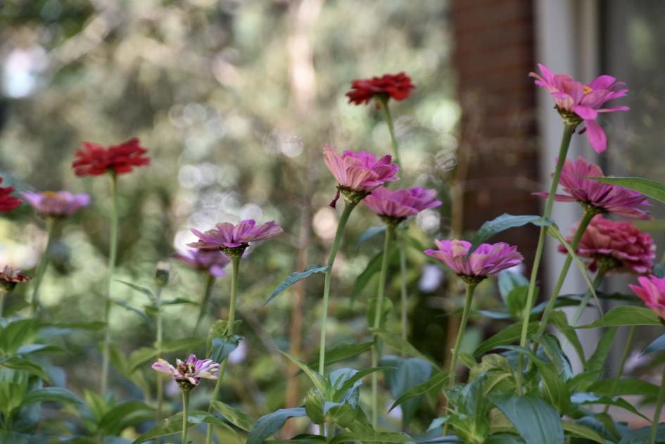 Zinnia’s - Planten - 