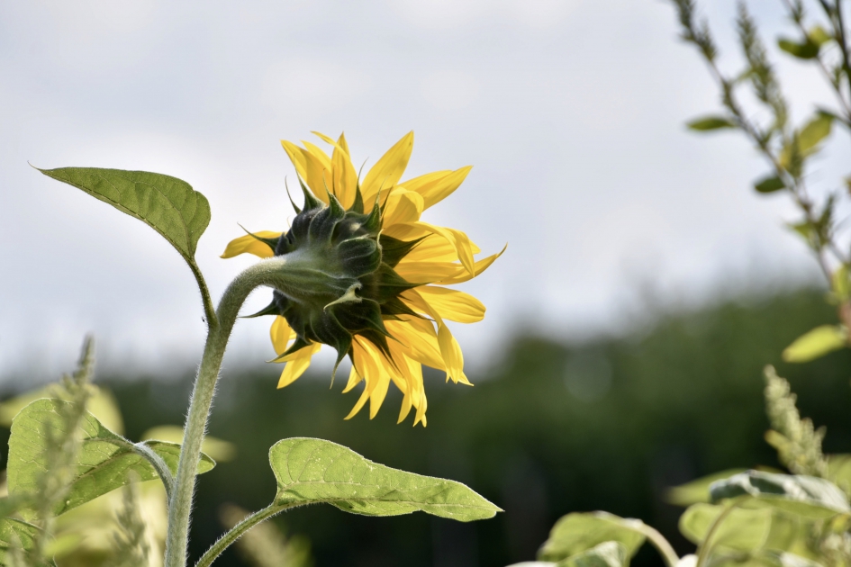 Zonnebloem - Planten - 