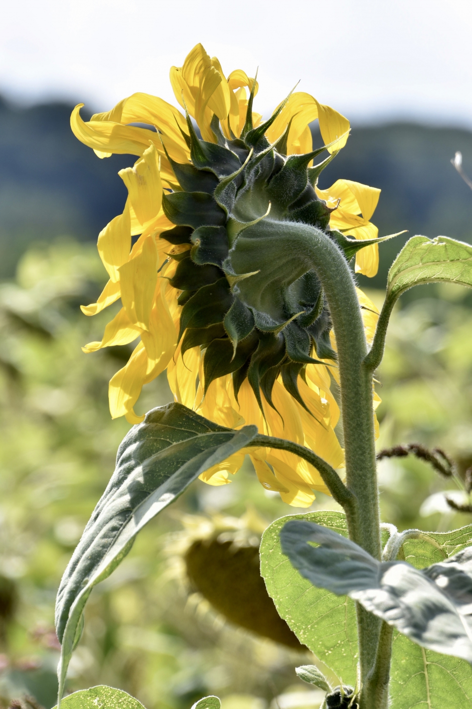 Zonnebloem - Planten - 