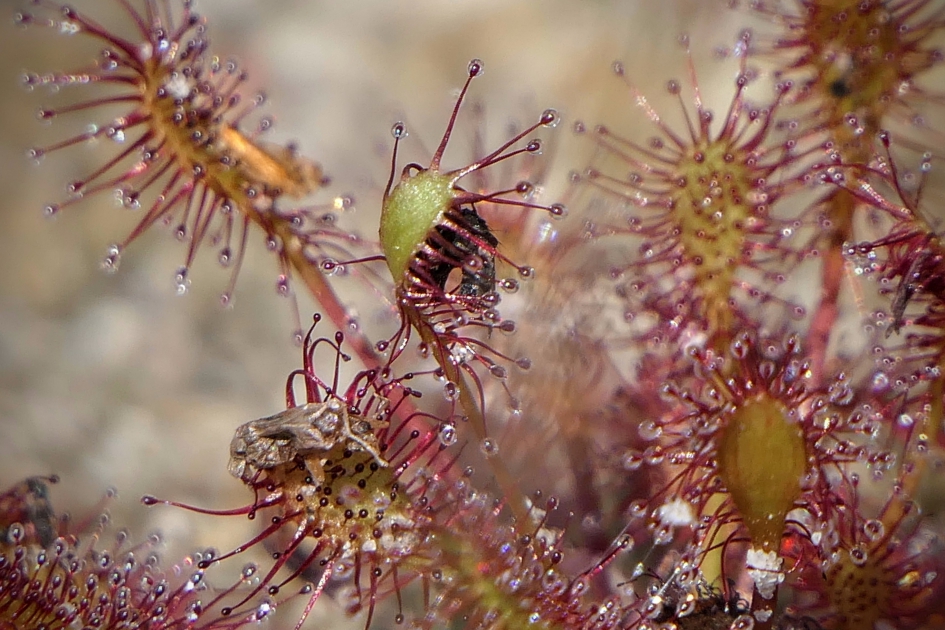 Zonnedauw - Planten - Zonnedauw
