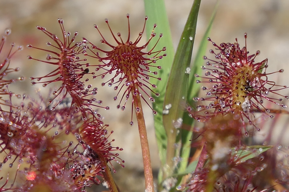 Zonnedauw - Planten - Zonnedauw