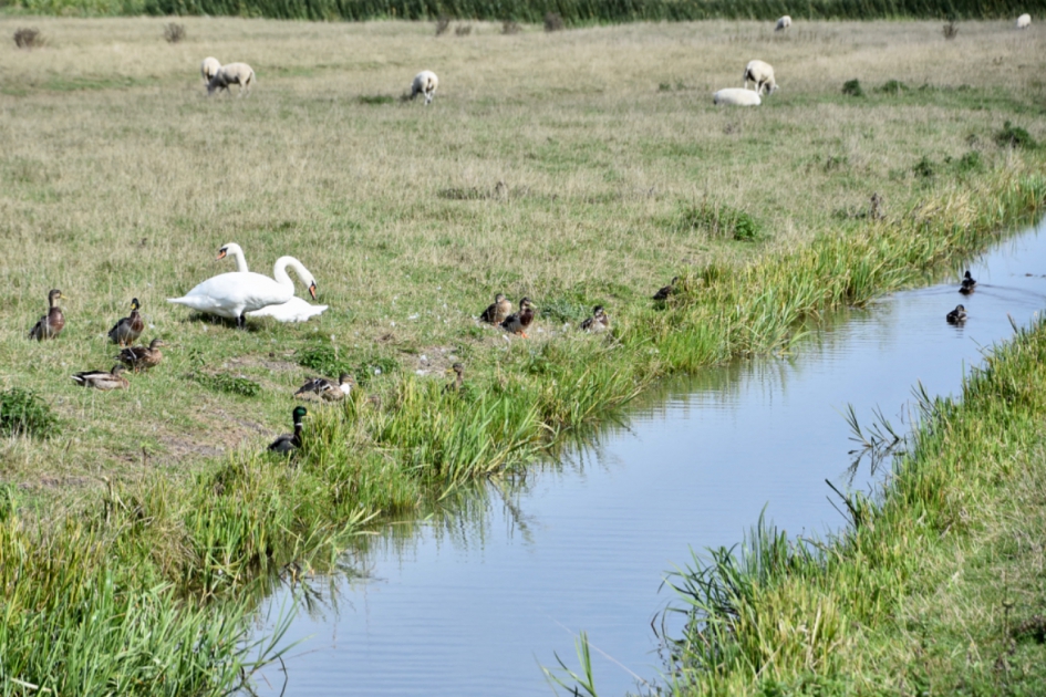 Zwanen en eenden - Vogels - 