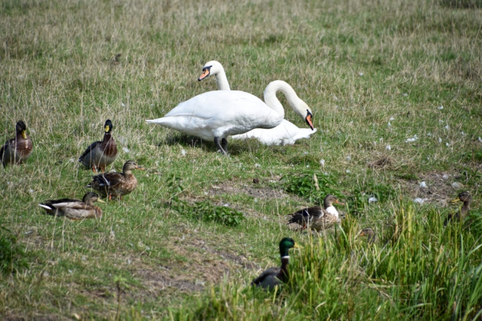 Zwanen en eenden - Vogels - 