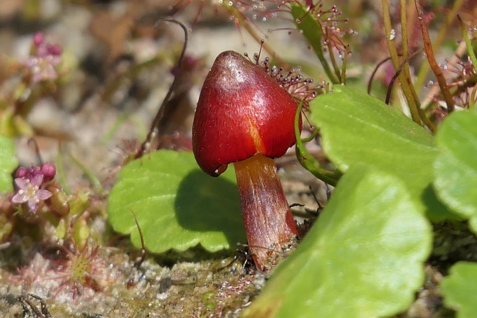 Zwartwordende wasplaat - Schimmels - Zwartwordende wasplaat