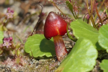 Zwartwordende wasplaat