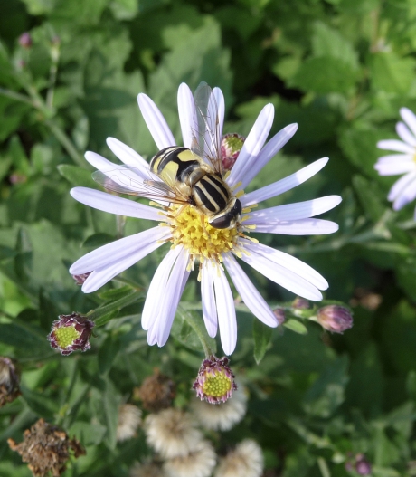 Zweefvlieg op de asters