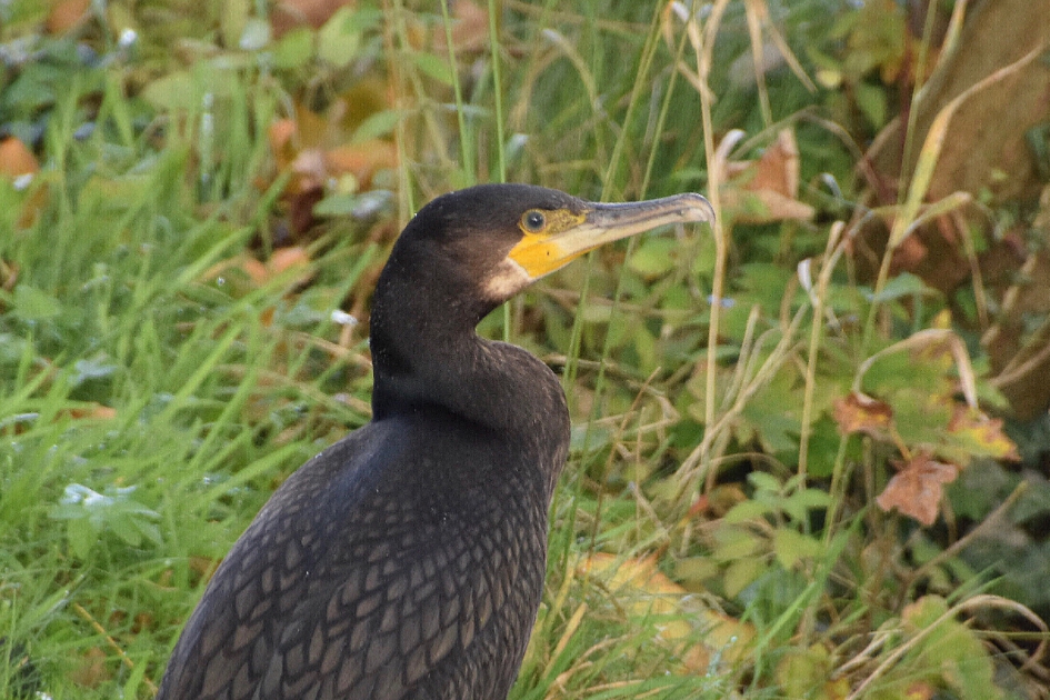 Aalscholver - Vogels - 
