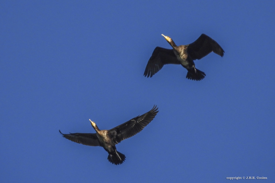 Aalscholver(s) - Vogels - Aalscholver