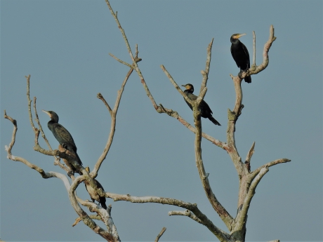 Aalscholvers in een kale boom
