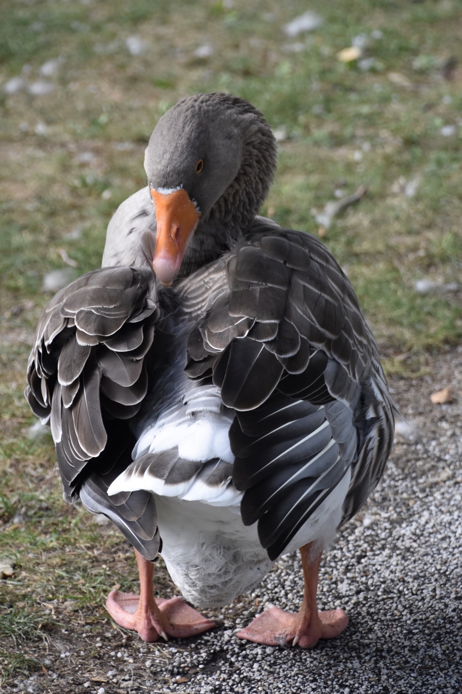 Achterstevoren - Vogels - 