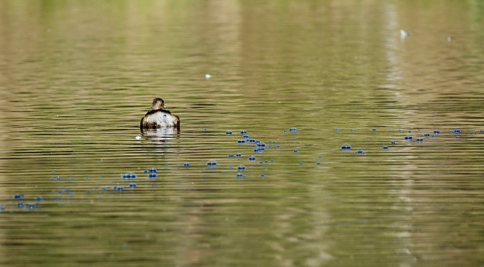 Als blauwe parels op het water. - Vogels - Dodaars