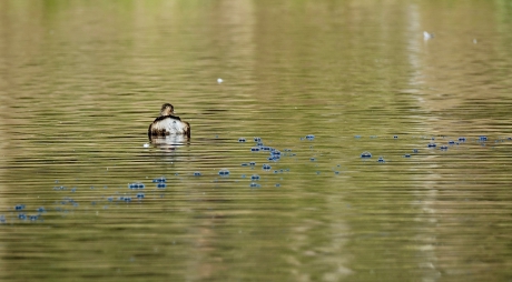 Als blauwe parels op het water.