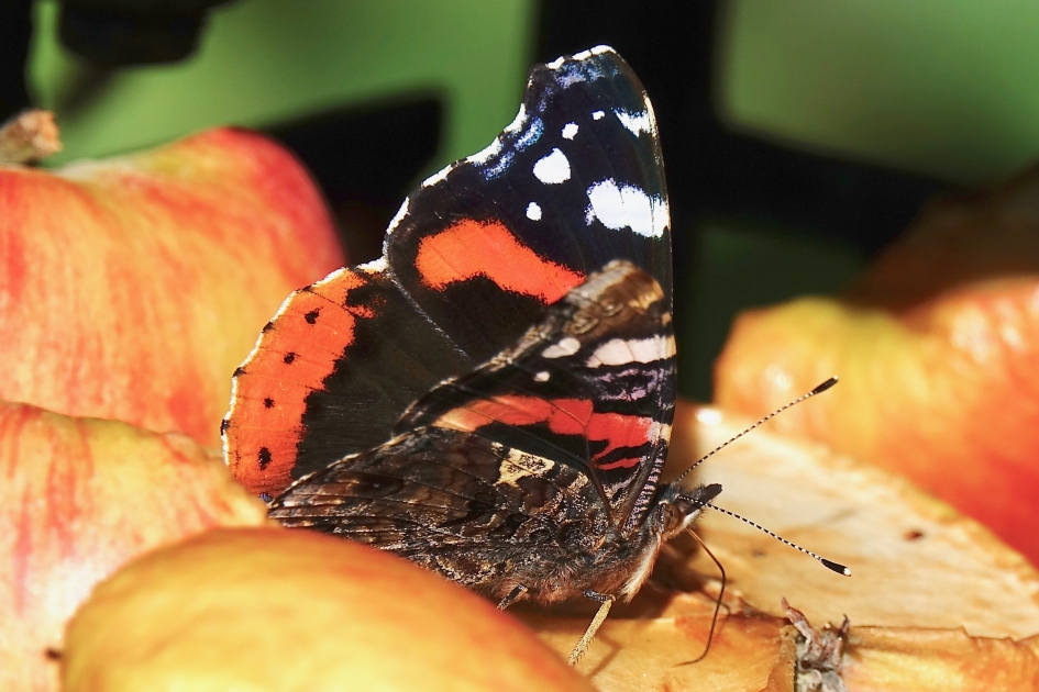 Appeleter - Geleedpotigen - Atalanta
