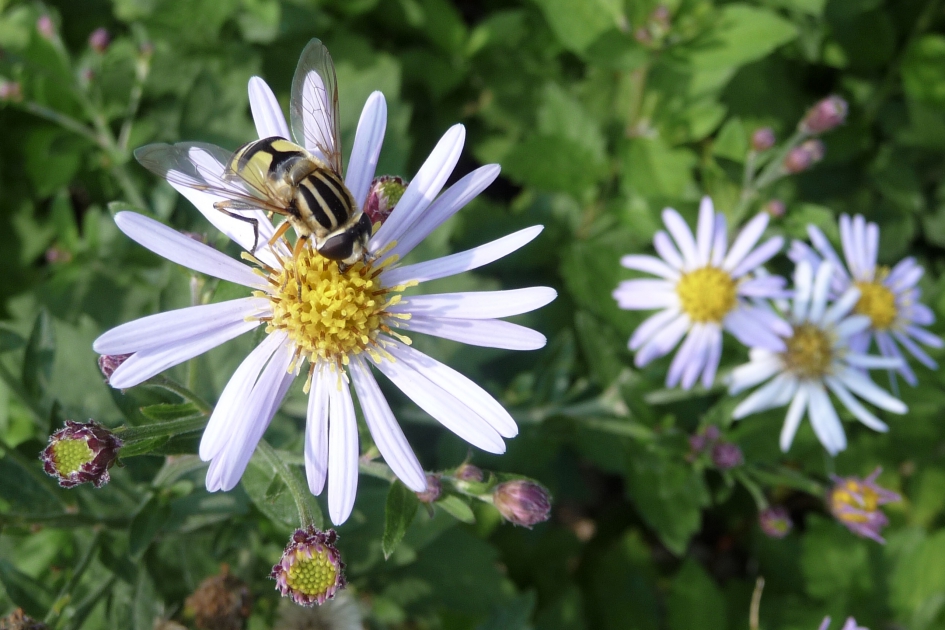 Asters nog steeds geliefd - Geleedpotigen - 