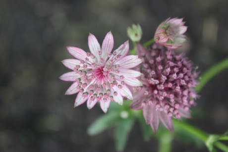 Astrantia