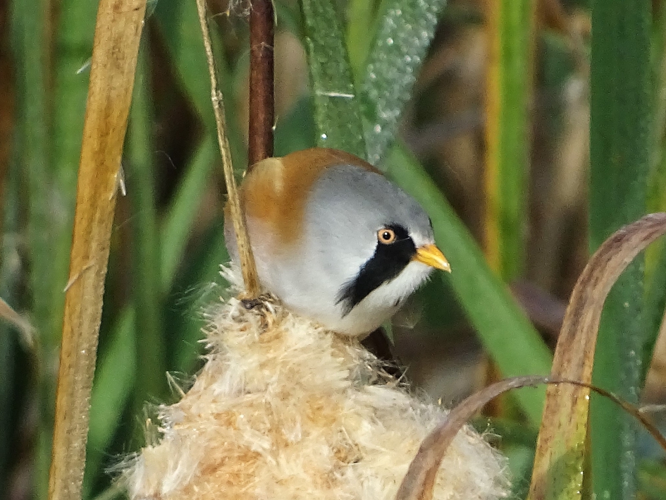 Baardmannetje 1 - Vogels - Baardman