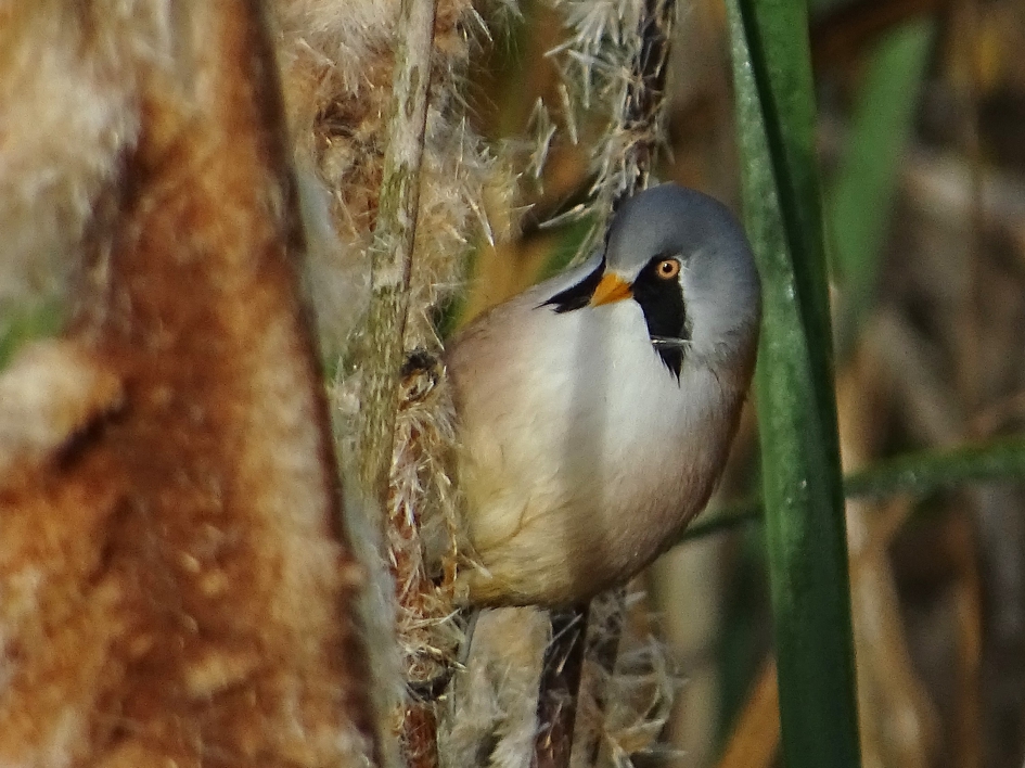 Baardmannetje 2 - Vogels - Baardman