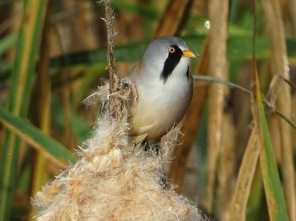 Baardmannetje 3 - Vogels - Baardman