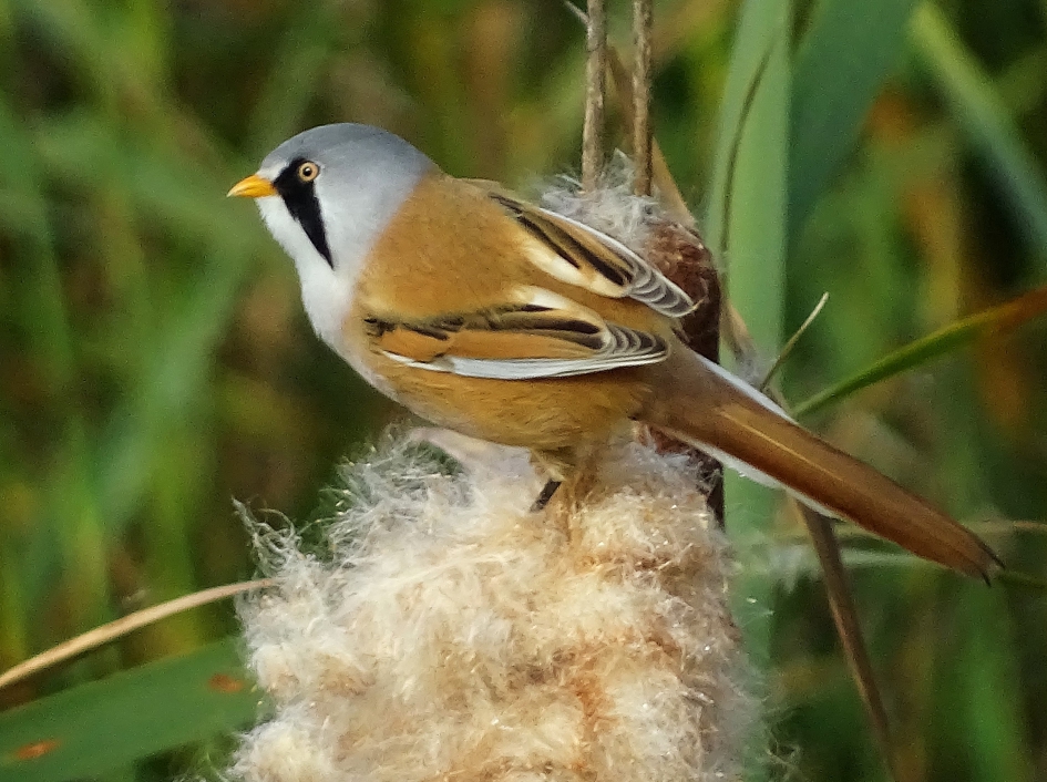 Baardmannetje 4 - Vogels - Baardman