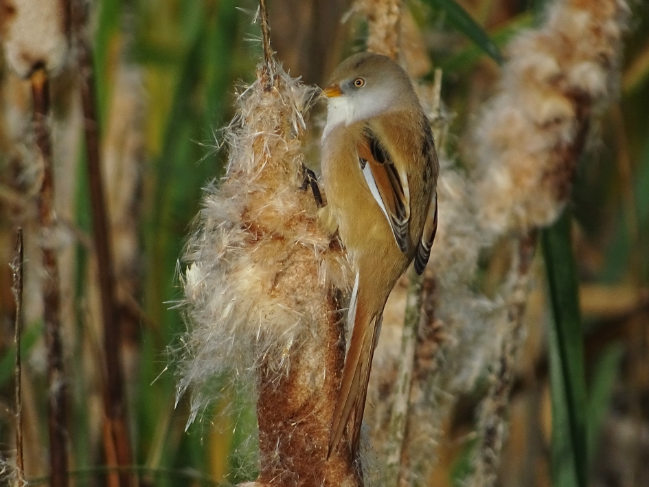 Baardmannetje 5 - Vogels - Baardman