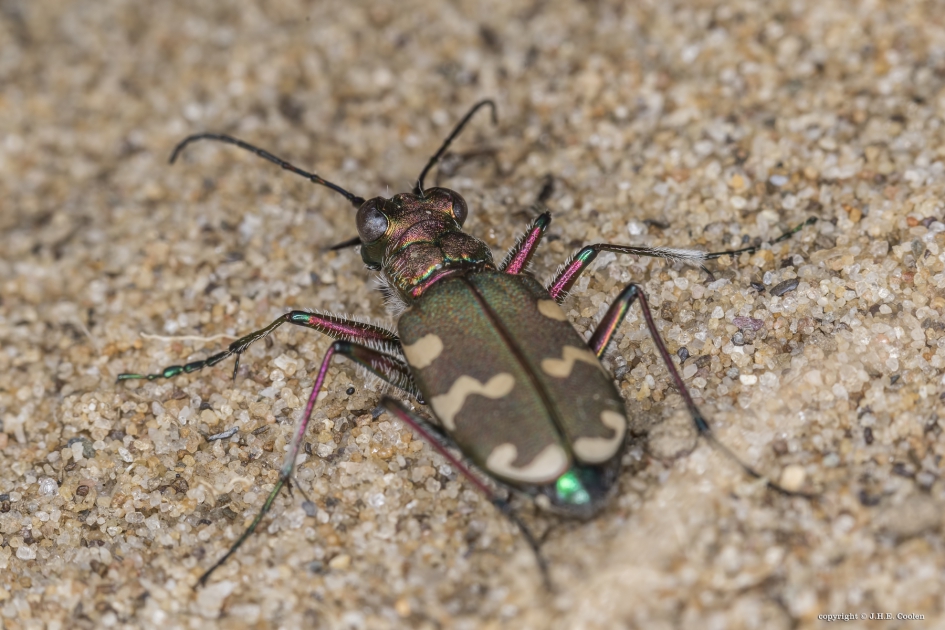 Bastaardzandloopkever - Geleedpotigen - Bastaardzandloopkever