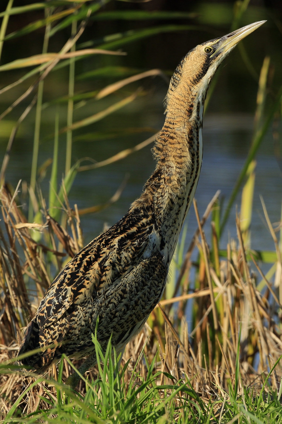 Ben ik in beeld ..... ? :-) - Vogels - Roerdomp