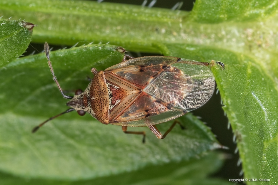 Berkensmalsnuit - Geleedpotigen - Berkensmalsnuit