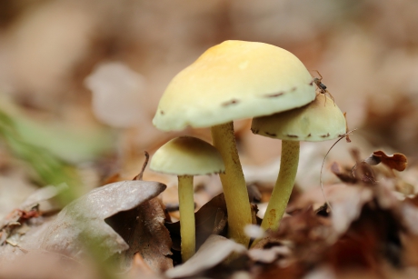 bezoek van een wolfspin