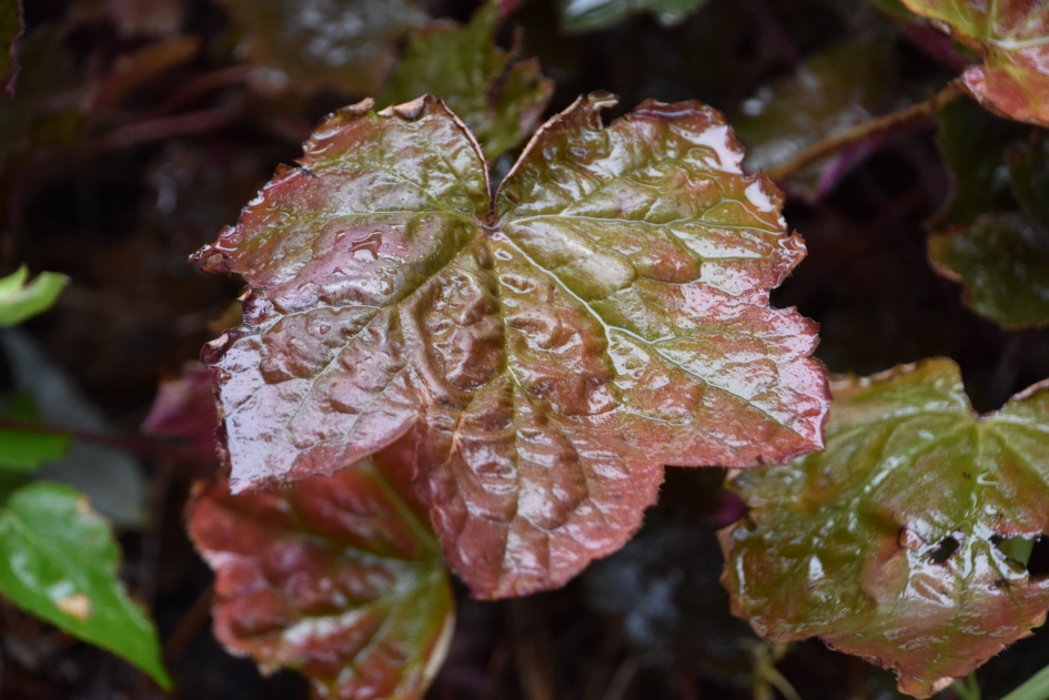 Blad na de regen - Planten - 