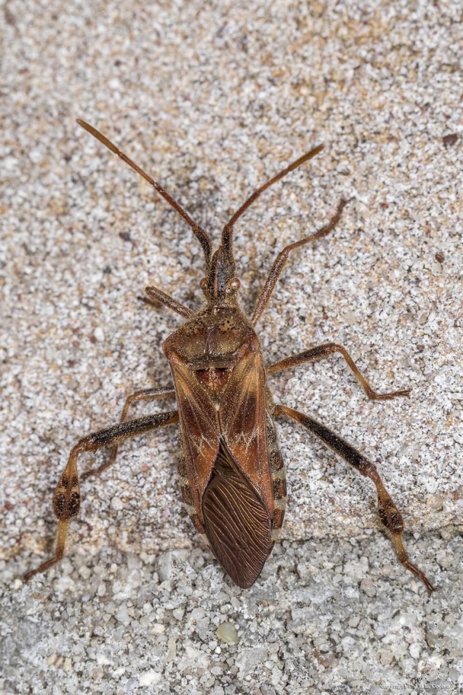 Bladpootrandwants - Geleedpotigen - Bladpootrandwants