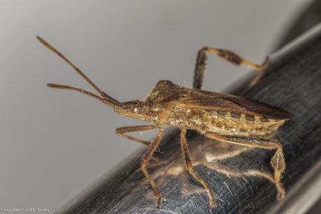Bladpootrandwants (Leptoglossus occidentalis)