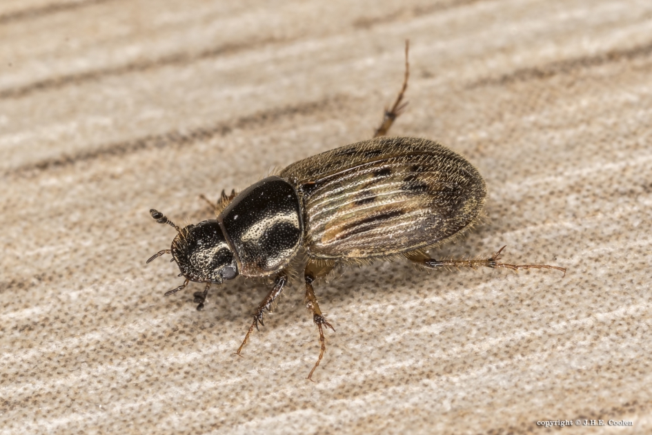 Bladsprietkever - Geleedpotigen - Bladsprietkever